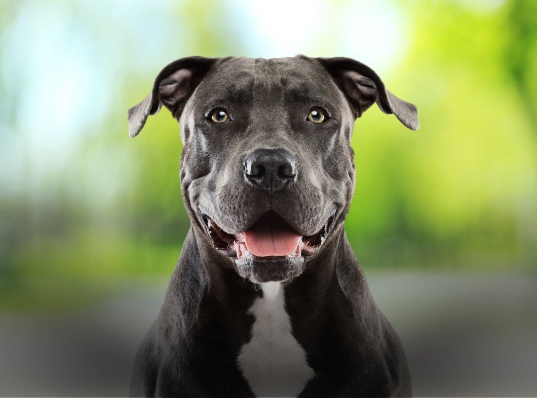 Black pit bull in a residential neighborhood, illustrating concerns about dog attacks in Dix Hills